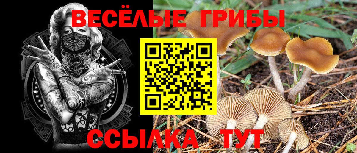 Псилоцибиновые грибы GOLDEN TEACHER Тельмана
